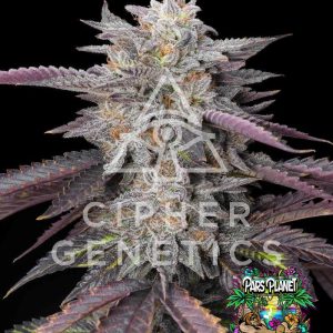 Caramelz Feminized Seeds by Cipher Genetics - 12 Seeds