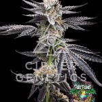 Chikitaz Feminized Seeds by Cipher Genetics - 12 Seeds