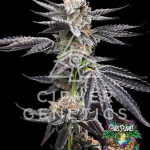 Chikitaz Feminized Seeds by Cipher Genetics - 12 Seeds