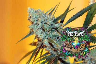 Criminal Feminized Seeds by Ripper Seeds - Image 4
