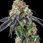 Nose Candi Feminized Seeds by Grounded Genetics - 7 Seeds