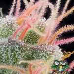 Pink honey Feminized Seeds by Grounded Genetics - 7 Seeds