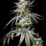 Prism OZ Feminized Seeds by Cipher Genetics - 12 Seeds