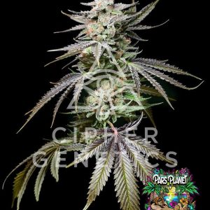 Prism OZ Feminized Seeds by Cipher Genetics - 12 Seeds
