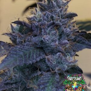 Raspberry Z Feminized Seeds by Grounded Genetics - 7 Seeds