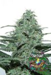 Sideral Feminized Seeds by Ripper Seeds