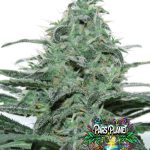 Sideral Feminized Seeds by Ripper Seeds