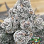 Strawberry gummys Feminized Seeds by Grounded Genetics - 7 Seeds