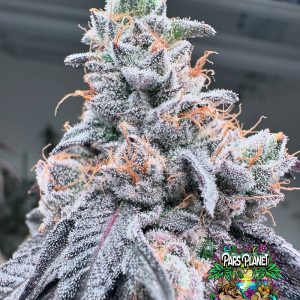 Swoosh Feminized Seeds by Grounded Genetics - 7 Seeds