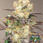 Vitamin Z Feminized Seeds by Grounded Genetics - 7 Seeds