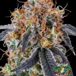 Zilk road Feminized Seeds by Grounded Genetics - 7 Seeds