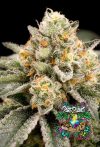 Zombie Bride Feminized Seeds by Ripper Seeds