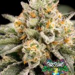 Zombie Bride Feminized Seeds by Ripper Seeds