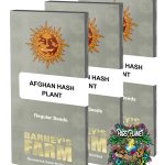 Afghan Hash Plant Regular Seeds by Barneys Farm