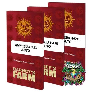 Amnesia Haze Auto Seeds by Barneys Farm