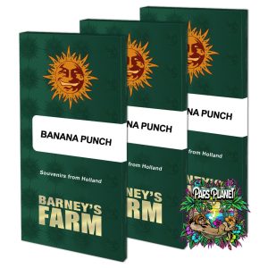 Banana Punch Feminized Seeds by Barneys Farm