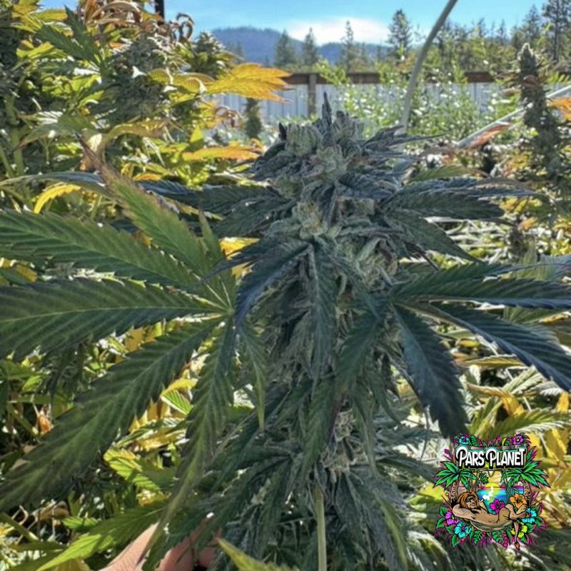 Black Cherry Bliss Feminized Seeds by In House Genetics