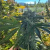 Black Cherry Gas Feminized Seeds