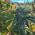 Black Cherry Gas Feminized Seeds
