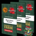 Black Cherry Gushers Feminized Seeds by Barneys Farm