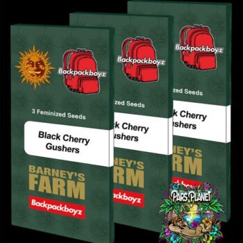 Black Cherry Gushers Feminized Seeds by Barneys Farm