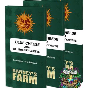 Blue Cheese Feminized Seeds by Barneys Farm