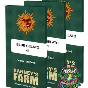 Blue Gelato 41 Feminized Seeds by Barneys Farm