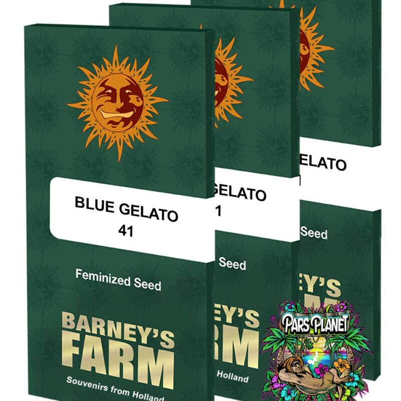 Blue Gelato 41 Feminized Seeds by Barneys Farm
