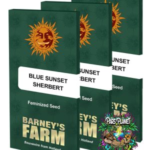 Blue Sunset Sherbert Feminized Seeds by Barneys Farm
