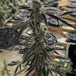 Citrus Dream Feminized Seeds by In House Genetics