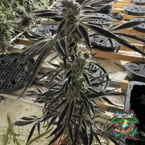 Citrus Dream Feminized Seeds by In House Genetics