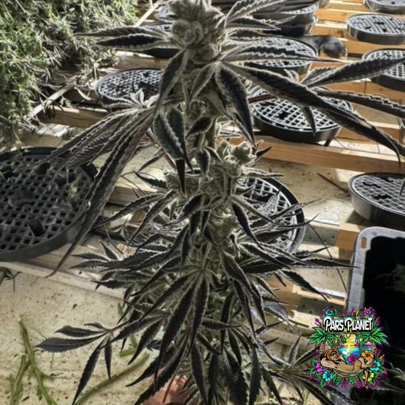 Citrus Dream Feminized Seeds by In House Genetics