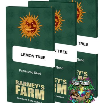 Lemon Tree Feminized Seeds by Barneys Farm