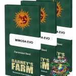 Mimosa EVO Feminized Seeds by Barneys Farm