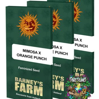 Mimosa x Orange Punch Feminized Seeds by Barneys Farm
