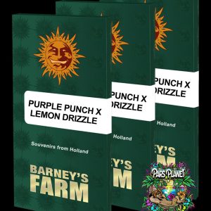 Purple Punch x Lemon Drizzle Feminized Seeds by Barneys Farm