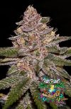 Radical Juice Auto Seeds by Ripper Seeds