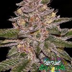 Radical Juice Feminized Seeds by Ripper Seeds