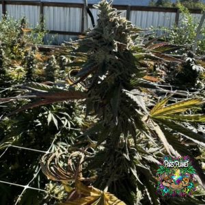 Tropical Twist Feminized Seeds by In House Genetics