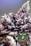 Washing Machine Feminized Seeds by Ripper Seeds