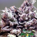 Washing Machine Feminized Seeds by Ripper Seeds