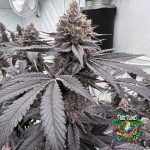 Blue Limonada Feminized Seeds by Square Genetics
