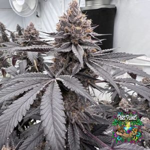 Blue Limonada Feminized Seeds by Square Genetics