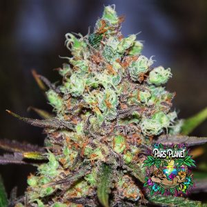 Cotton Candy Kush Early Version Feminized Seeds by Delicious Seeds