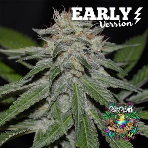 Focus Keywords Critical Neville Haze Early Version, Feminized Seeds, Delicious Seeds, Ultra-Fast Sativa, High THC Strain Meta Description Discover Critical Neville Haze Early Version Feminized Seeds by Delicious Seeds. With 23.5% THC and ultra-fast flowering in just 45 days, this sativa-dominant strain offers intense flavors and energetic effects. Tags Ultra-Fast Sativa, High THC Strain, Early Flowering Critical Neville Haze Early Version Feminized Seeds by Delicious Seeds The Critical Neville Haze Early Version Feminized Seeds by Delicious Seeds represent a breakthrough in sativa genetics. With an ultra-fast flowering time of just 45 days, this strain is ideal for growers seeking the energetic effects of a true sativa without the extended cultivation times. Why Choose Critical Neville Haze Early Version? This strain is the result of years of genetic refinement at Delicious Seeds. By combining Critical Mass, Neville Haze, and Ruderalis, this strain retains the powerful, uplifting qualities of its predecessors while offering unmatched cultivation ease. Genetics and Growth Critical Neville Haze Early Version features an 80% sativa genotype, making it an energetic and stimulating strain. Unlike traditional sativas, this plant has a more compact and adaptable growth pattern, making it suitable for various climates and cultivation setups, including areas with short summers. Key Features: Indoor Flowering Time: Only 45 days, making it one of the fastest sativas available. Outdoor Harvest: Ready by early September, even in less favorable climates. Yields This strain offers impressive yields: Indoor Yield: Up to 500 g/m² Outdoor Yield: Up to 1000 g/plant Aroma and Flavor Critical Neville Haze Early Version delivers a complex and intense flavor profile: Aroma: Distinctive spice-like haze with hints of wood, coffee, and floral undertones. Flavor: Intense incense, true to its aroma, with notes of menthol and pine. Effects This strain provides a euphoric and energetic high, perfect for daytime use. Its effects are cerebral and uplifting, with minimal body relaxation, making it ideal for experienced sativa lovers. Novice users should approach with caution, as its THC content of 23.5% can produce potent psychological effects. Critical Neville Haze Early Version Feminized Seeds by Delicious Seeds