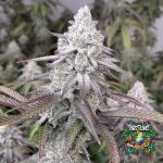Frozen B.A.G Feminized Seeds by Robin Hoods