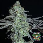 Frozen OG Feminized Seeds by Robin Hoods Seeds