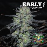 Golosa Early Version Feminized Seeds by Delicious Seeds