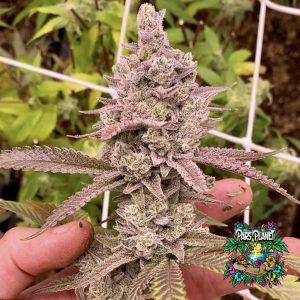 Nana Glue Feminized Seeds by Square One Genetics