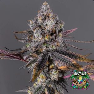 Nana Sorbet Feminized Seeds by Square Genetics